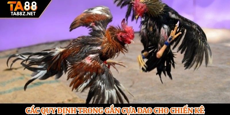 Các quy định trong gắn cựa dao cho chiến kê