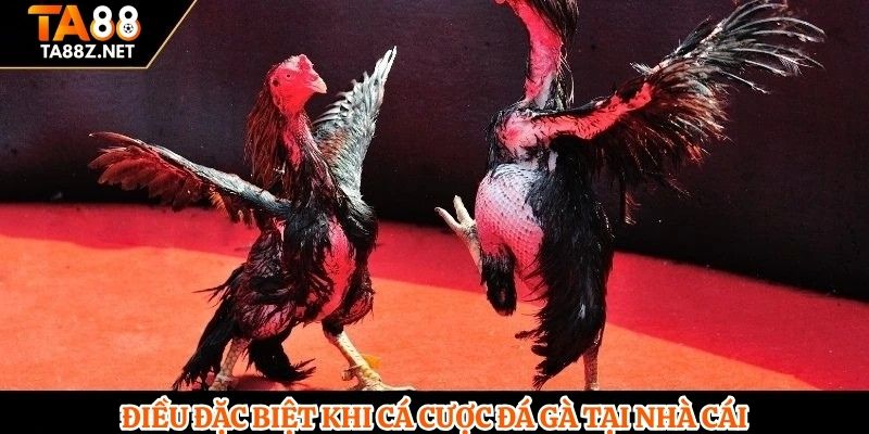 Điều đặc biệt khi cá cược đá gà tại nhà cái